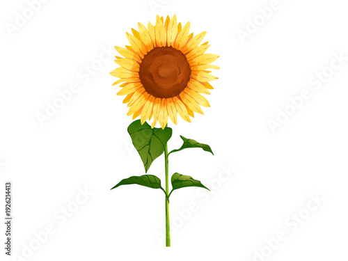A sunflower with green leaves on a white background