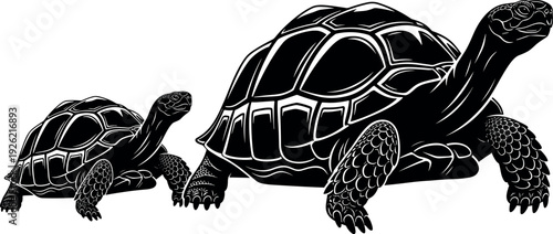 Tortoise illustration artwork, detailed shell design, reptile animal graphic, adult juvenile comparison, wildlife species icon, black white drawing, educational biology representation