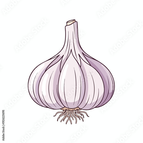 Fresh Garlic Bulb for Cooking and Flavor Enhancement