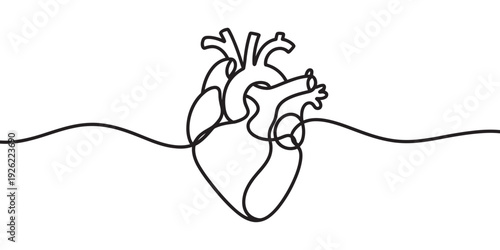 Minimalist single line art illustration of a human anatomical heart isolated on white Vector, illustration