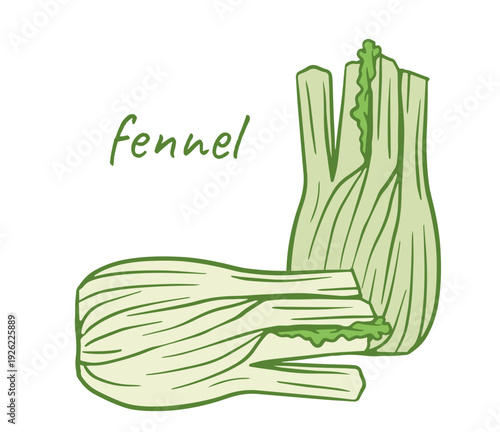 hand-drawn vector illustration of fresh fennel bulbs in green line art style for menus, packaging, cookbooks, blogs, icons, and healthy eating guides.