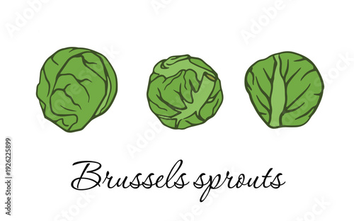 Brussels sprouts featuring minimal line art and fresh green shading for menus, packaging, cookbooks, nutrition guides, blogs, and icons. flat hand-drawn vector illustration