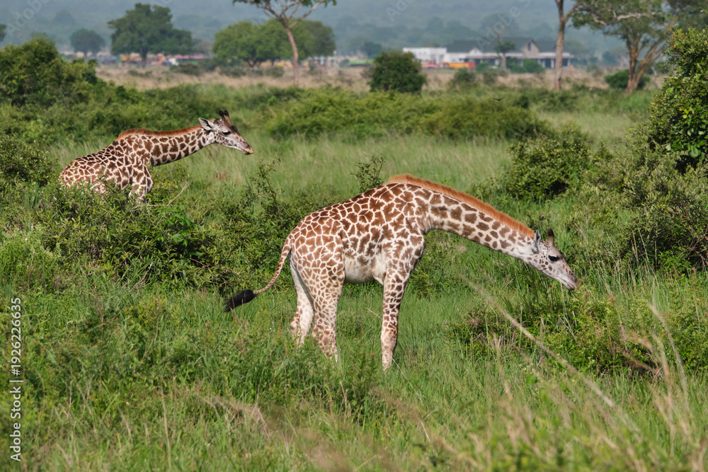 Obraz premium Wild giraffe in its natural African habitat surrounded by trees