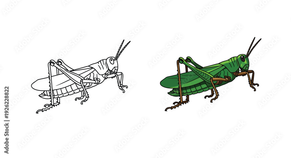 Naklejka premium A vibrant green grasshopper illustration stands alongside its detailed black and white outline, showcasing both a colorful insect and a coloring page template
