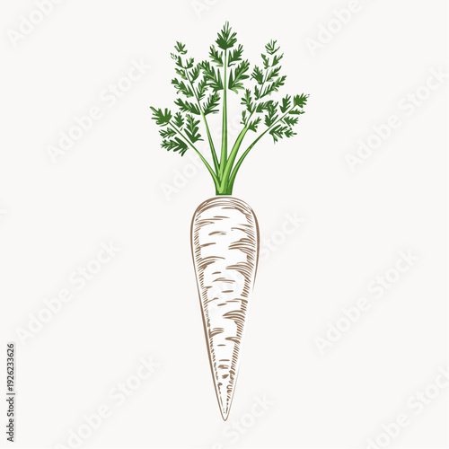 Hand-drawn parsnip root vegetable with green leaves isolated on white background. Vintage botanical illustration