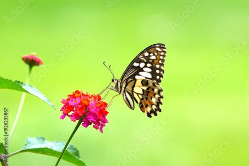 Close up Lime Butterfly (Papilio demoleus) perched on a red Lantana flower.