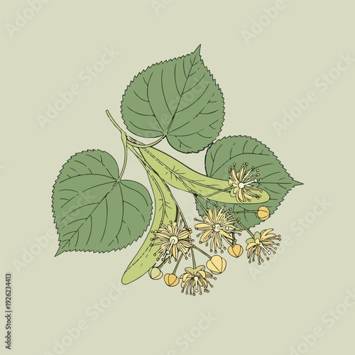 Minimal Linden Branch Illustration with Leaves and Flowers in Soft Green Tones