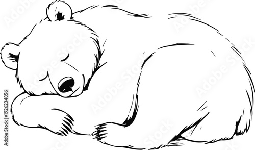 Sleeping bear curled position contour vector, soft minimal stroke style, no detail clutter
