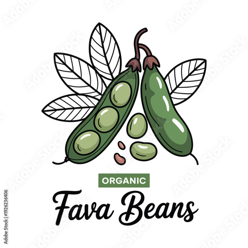 Organic fava beans illustration shows shelled legumes with leaves.