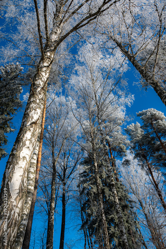 Fototapeta premium view against bright blue sky with wonderful white, frost-covered trees on a high winter day