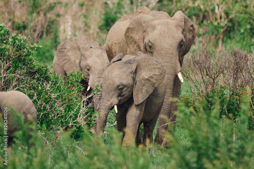 Fototapeta premium Wild elephants protecting their young baby in natural habitat