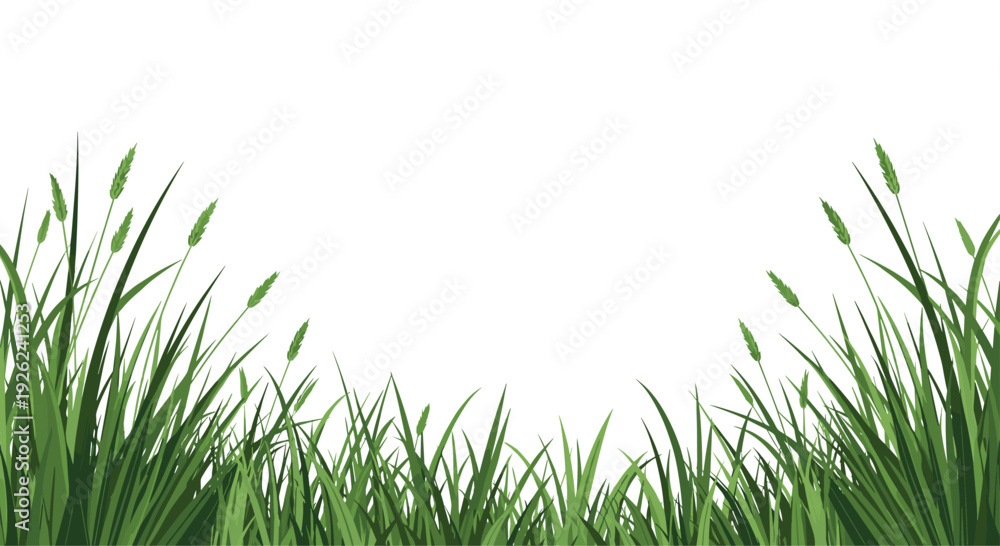 Fototapeta premium Close up of vibrant green grass blades and seed heads growing tall against a bright white background for nature theme.