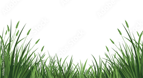 Close up of vibrant green grass blades and seed heads growing tall against a bright white background for nature theme.