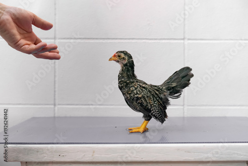 Quadro em tela Black Chick is standing on purple gray table in outdoor light.