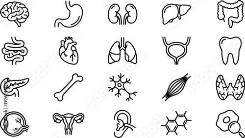 Human anatomy organs icon set vector illustration, line art brain heart lungs liver kidney intestines eye ear DNA for medical biology education