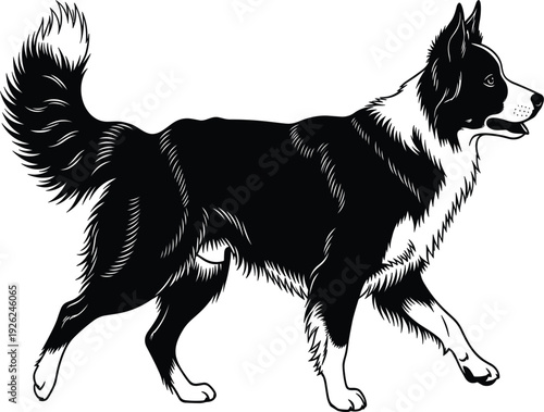 Detailed Border Collie or Shetland Sheepdog vector illustration walking in side profile isolated on white background for pet grooming dog training and pedigree breeder logos.