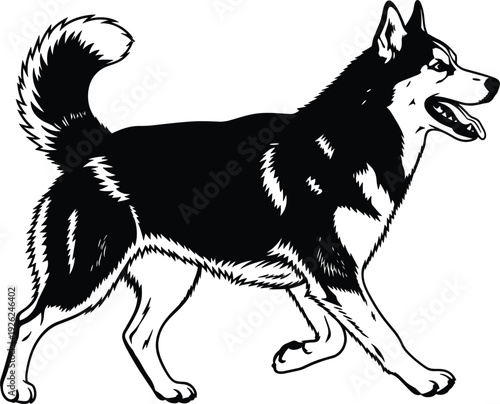 Detailed Siberian Husky or Alaskan Malamute dog vector illustration walking in side profile isolated on white background for pet breeder kennel club and canine rescue logos.
