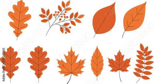 Large collection of orange autumn leaves vector set featuring various foliage shapes like maple oak and rowan for seasonal fall nature design elements.