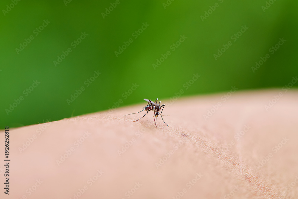 Fototapeta premium Close-up view of Mosquito Biting Human Skin