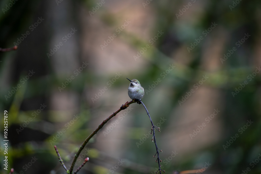Fototapeta premium Close up photo of hummingbird, also called colibri, perched on branch in Oregon, Pacific Northwest, USA. Detailed feathers in natural light with soft background, ideal for wildlife conservation themes