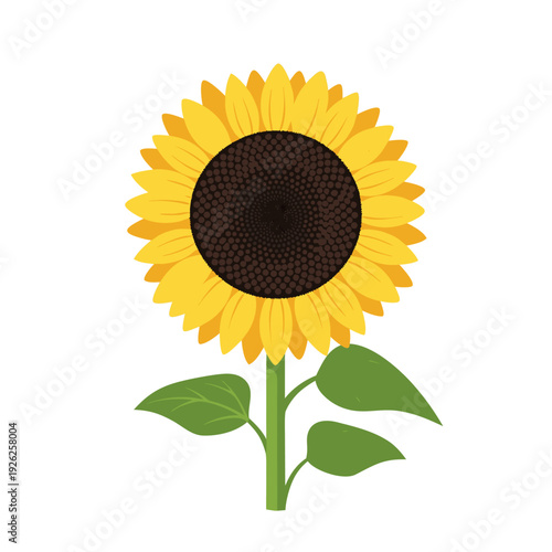 Vibrant sunflower with bright yellow petals and green leaves on a simple white background highlighting nature's beauty