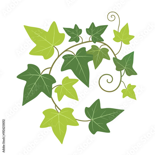 Vibrant green ivy vine with spiraling tendrils and multiple leaf shades isolated on white background highlighting natural beauty