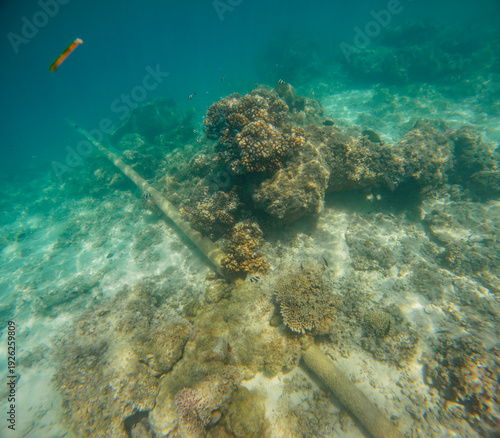 Konstfotografi Underwater coral reef colonizing a submerged industrial pipe in Fiji