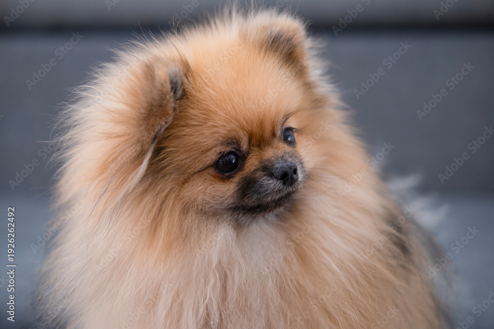 Fototapeta premium The Pameranian Spitz sits on the floor
