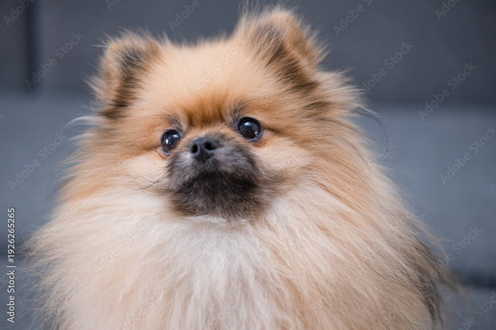 Fototapeta premium The Pameranian Spitz sits on the floor