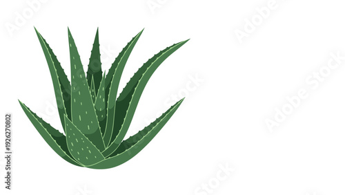 Realistic botanical illustration of an aloe vera plant shows detailed green leaves with white spots on a clean white background.