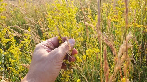 Man picking and holding field flowers in nature.