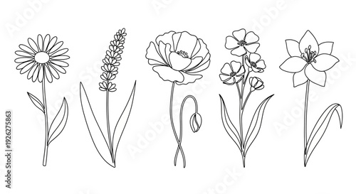 A detailed line drawing depicts various flowers and plants in bloom on stems.