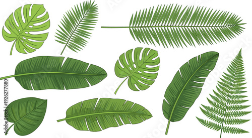 Tropical Summer Leaf Collection, Realistic Green Palm and Monstera Foliage Set, Flat Vector Illustration
