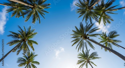 Low angle photo looking up at tall palm trees against tropical sky. Wide angle perspective with bright summer vibe, travel and vacation concept, clean natural background.