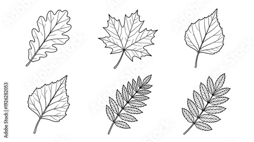 autumn leaves , 6 black delicate line drawings vector set collection , white background , PNG and SVG	