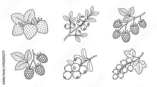 berry mix , 6 black delicate line drawings vector set collection , white background , PNG and SVG	