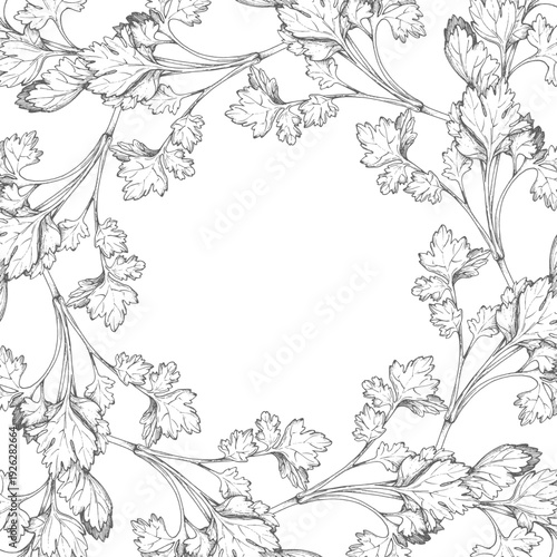 Square frame of the parsley. For packaging design, cards, cover, prints, product labels and fabric.