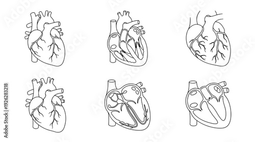 heart anatomy , 6 black delicate line drawings vector set collection , white background , PNG and SVG	