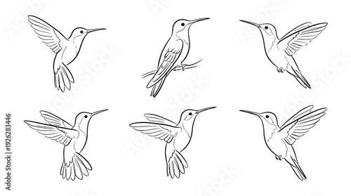hummingbirds , 6 black delicate line drawings vector set collection , white background , PNG and SVG	
