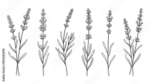 lavender sprigs , 6 black delicate line drawings vector set collection , white background , PNG and SVG	