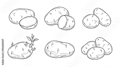 potato tubers , 6 black delicate line drawings vector set collection , white background , PNG and SVG	