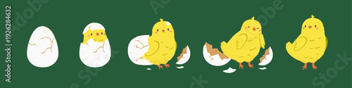 Easter chicken hatching from egg stages, breaking shell. Cute yellow chick cracking eggshell. Birth, growth process of little lovely feathered baby bird. Flat vector illustration isolated