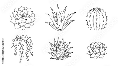 succulent plants , 6 black delicate line drawings vector set collection , white background , PNG and SVG	