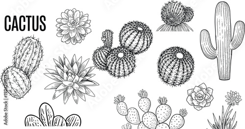 Collection of hand-drawn cactus and succulent illustrations with the word CACTUS desert plant