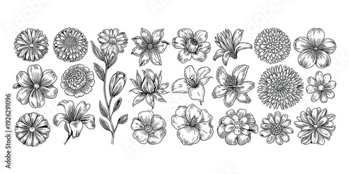 Detailed hand-drawn black and white illustrations of diverse floral varieties flower botanical