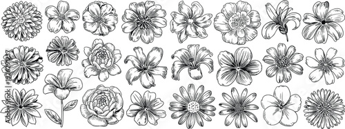 Elaborate hand-drawn black and white sketches of numerous blooming flowers floral botanical
