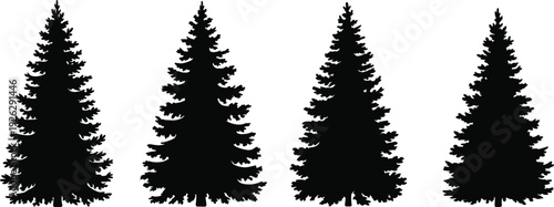 Four detailed black silhouette fir trees with dense foliage on white Keywords: fir tree, pine tree, evergreen, forest, nature