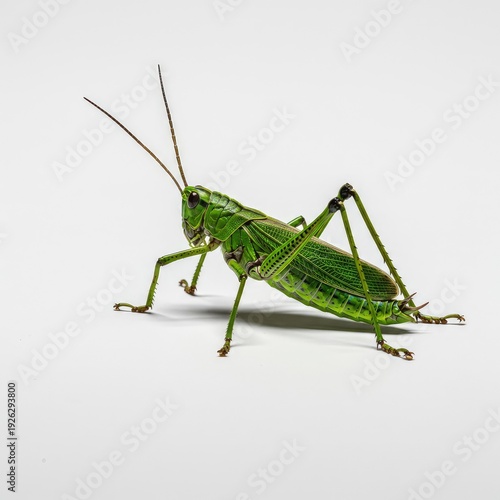 Detailed macro photograph capturing a vibrant green grasshopper perfectly isolated against a clean white studio background ,entomology ,summer ,vibrant