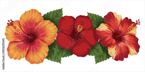 Three colorful hibiscus flowers with green leaves in a row on a white background Keywords: hibiscus, flower, colorful, red