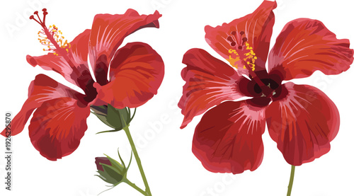 Two bright red hibiscus flowers and a bud on a white background Keywords: hibiscus, flower, red, bloom, blossom, tropical
